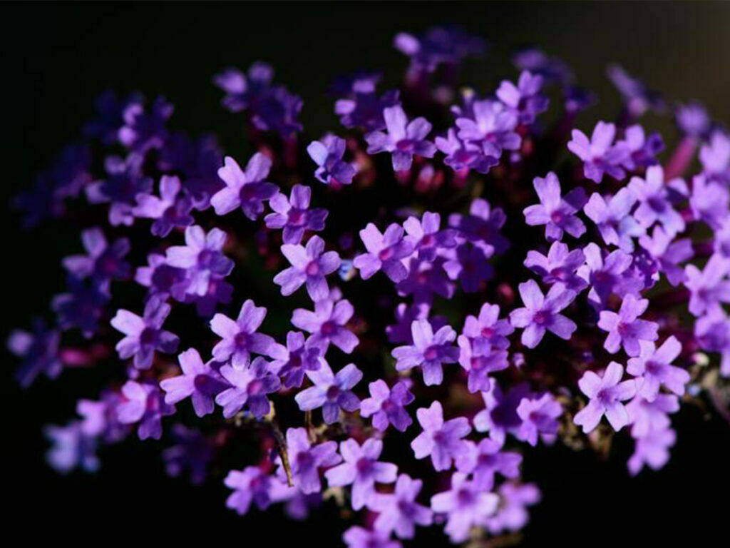 Helen's Garden is near McKinney Garage Door Repair Co, your garage door repair League City, TX.